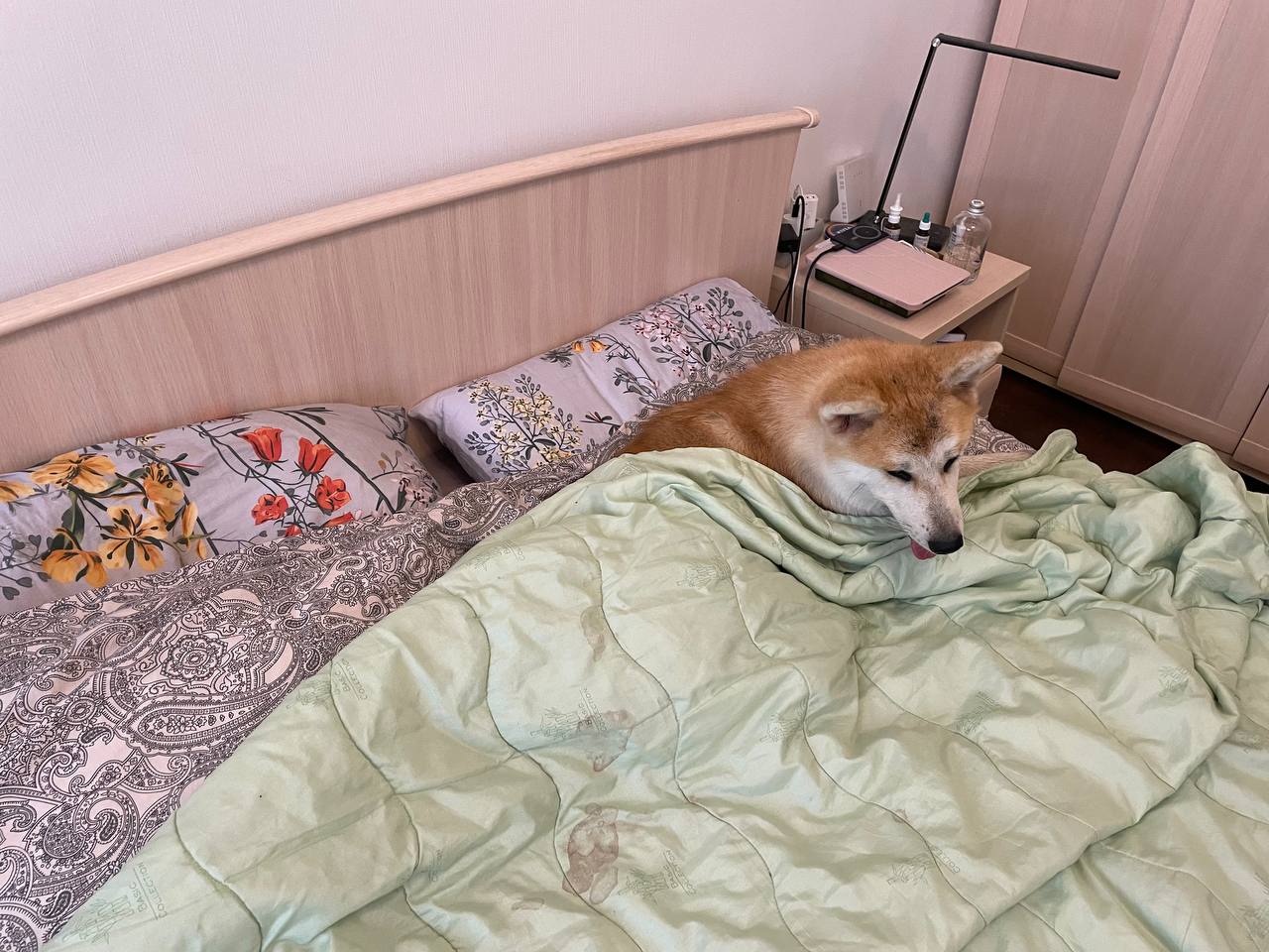Aki the Akita Inu