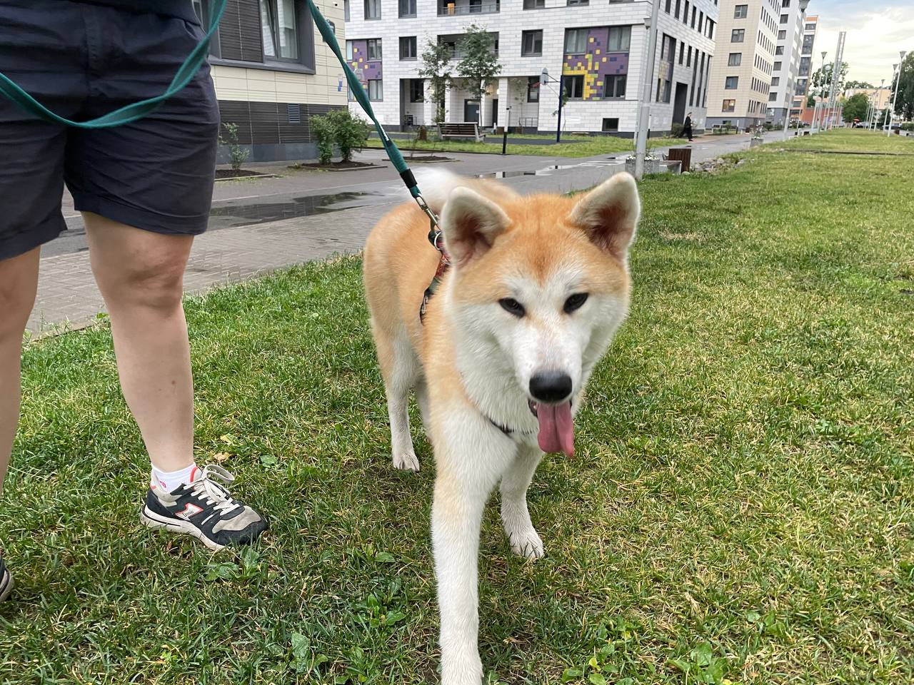 Aki the Akita Inu