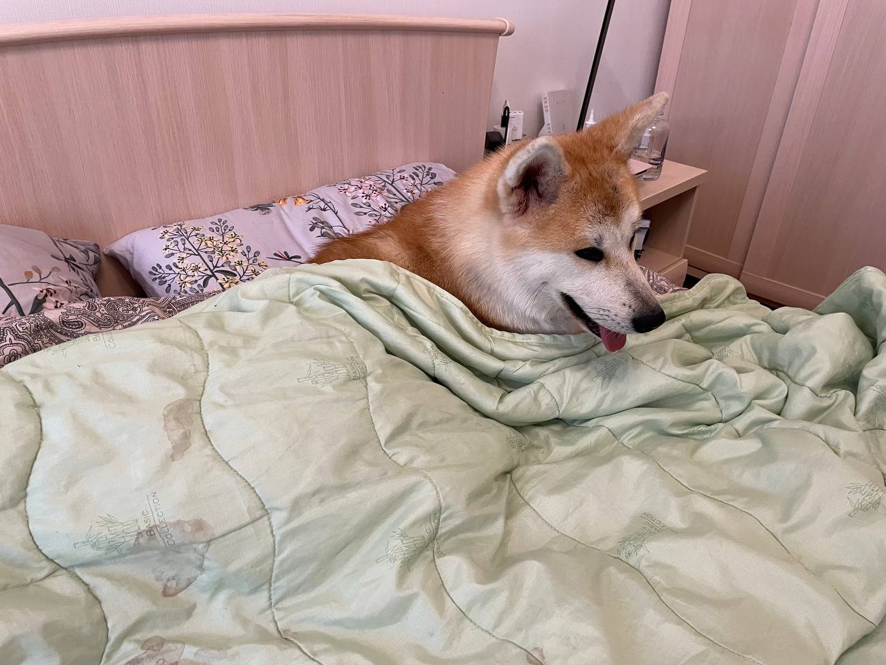 Aki the Akita Inu