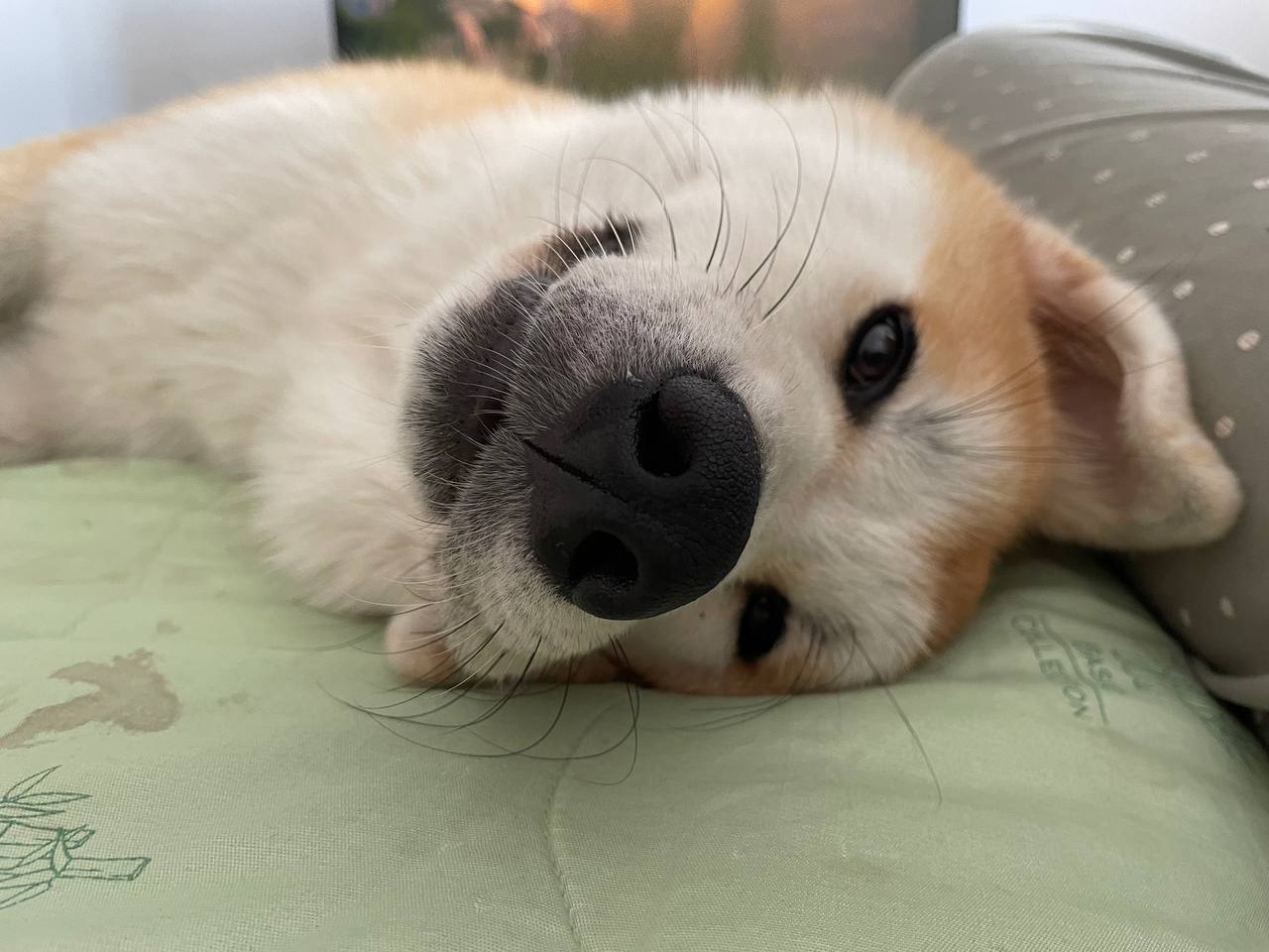 Aki the Akita Inu