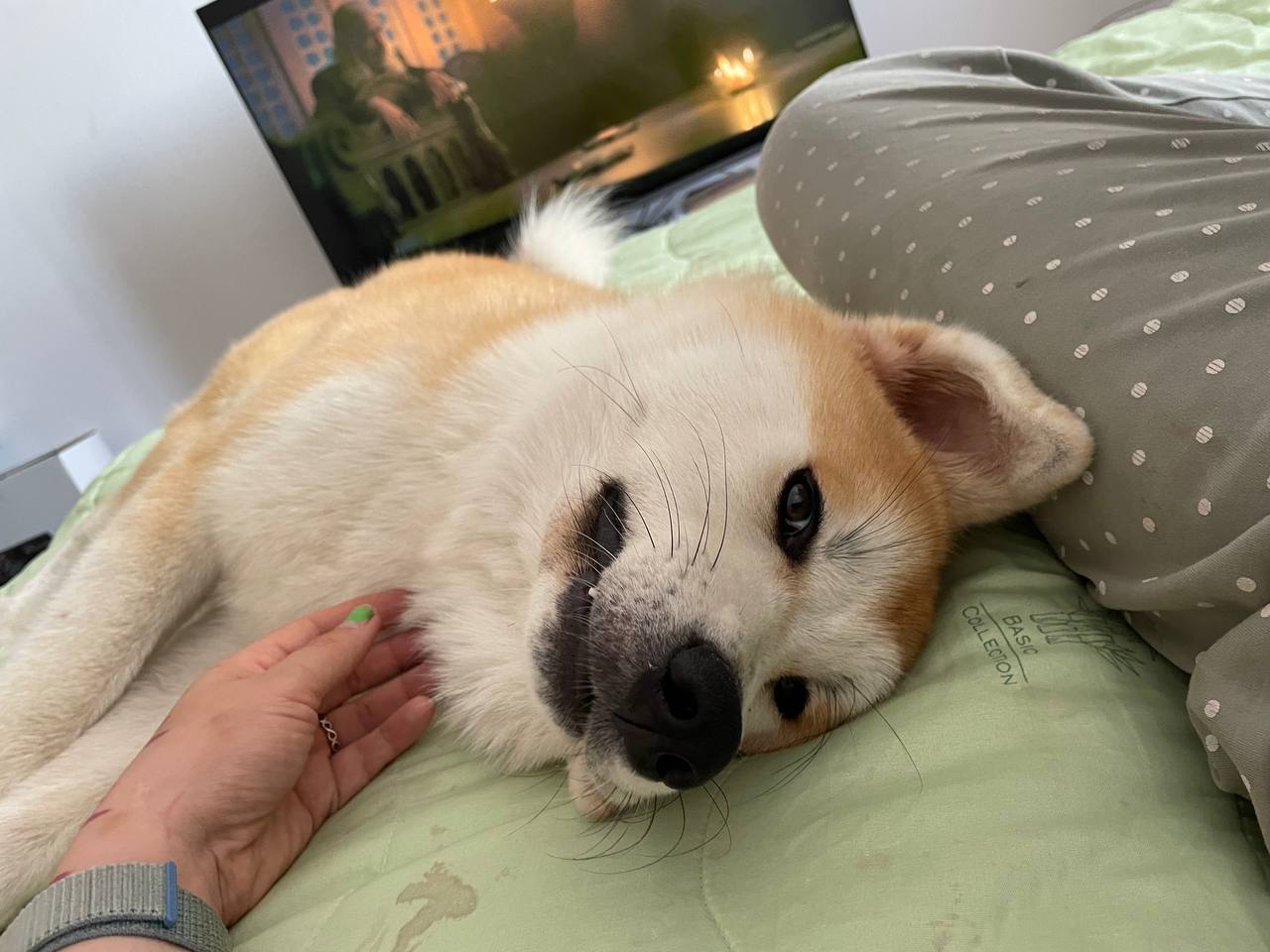 Aki the Akita Inu