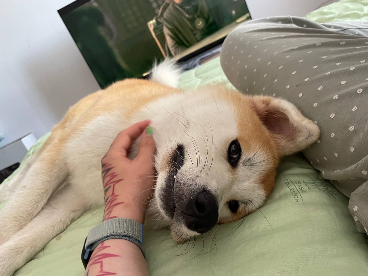 Aki the Akita Inu