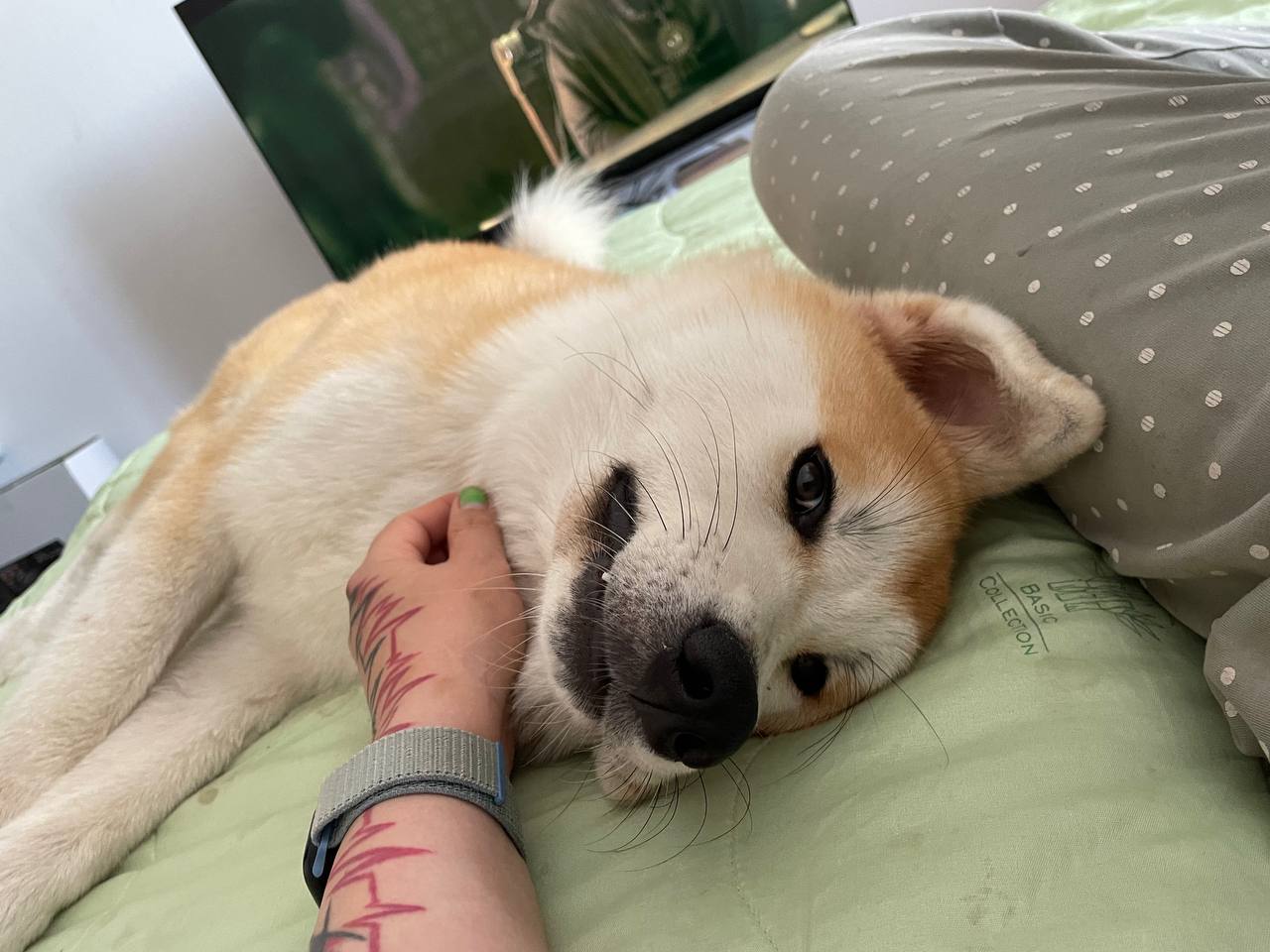 Aki the Akita Inu