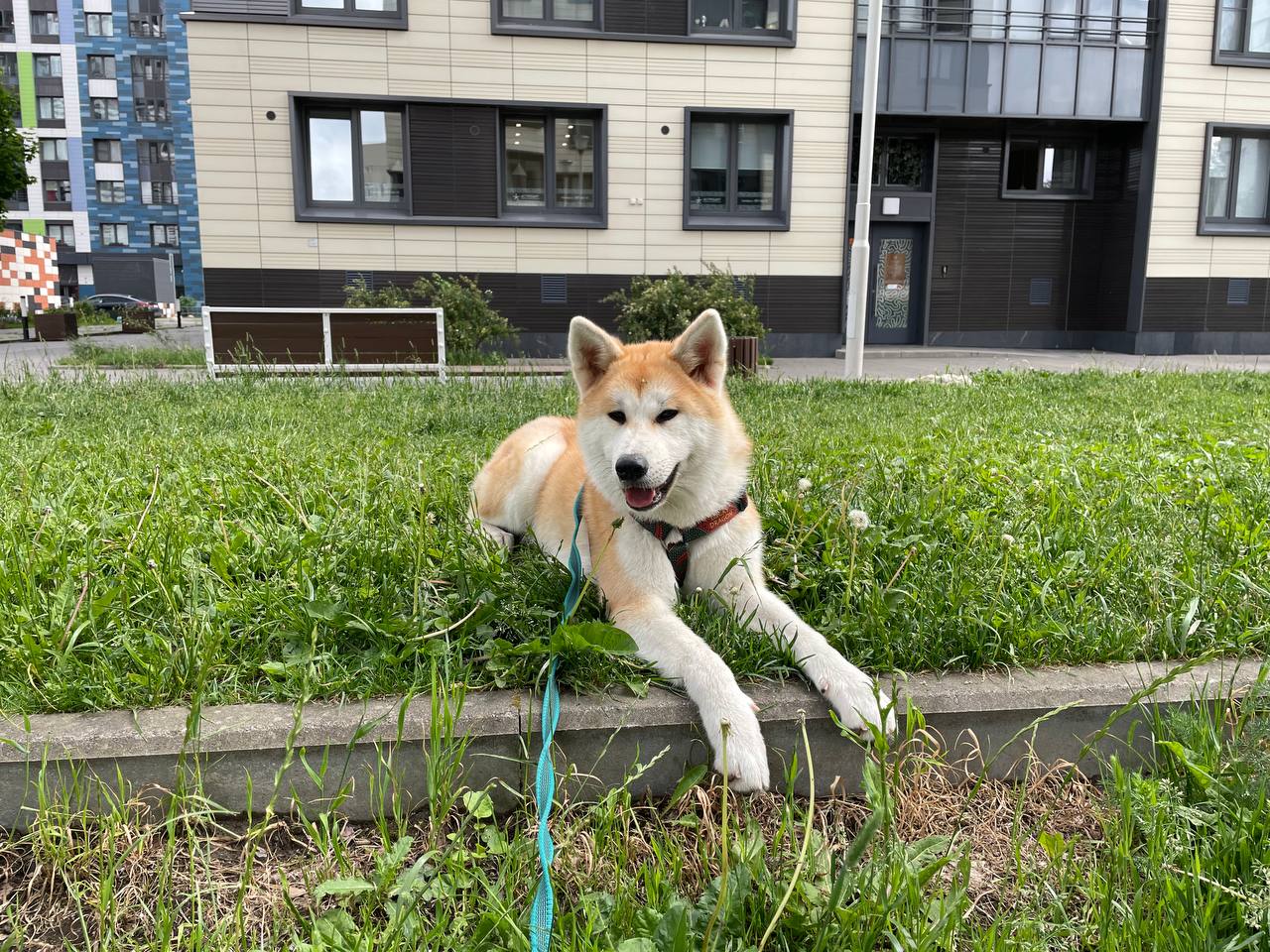 Aki the Akita Inu