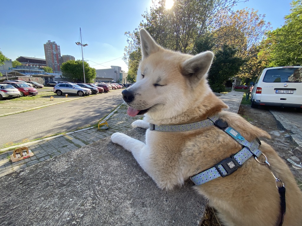 Aki the Akita Inu