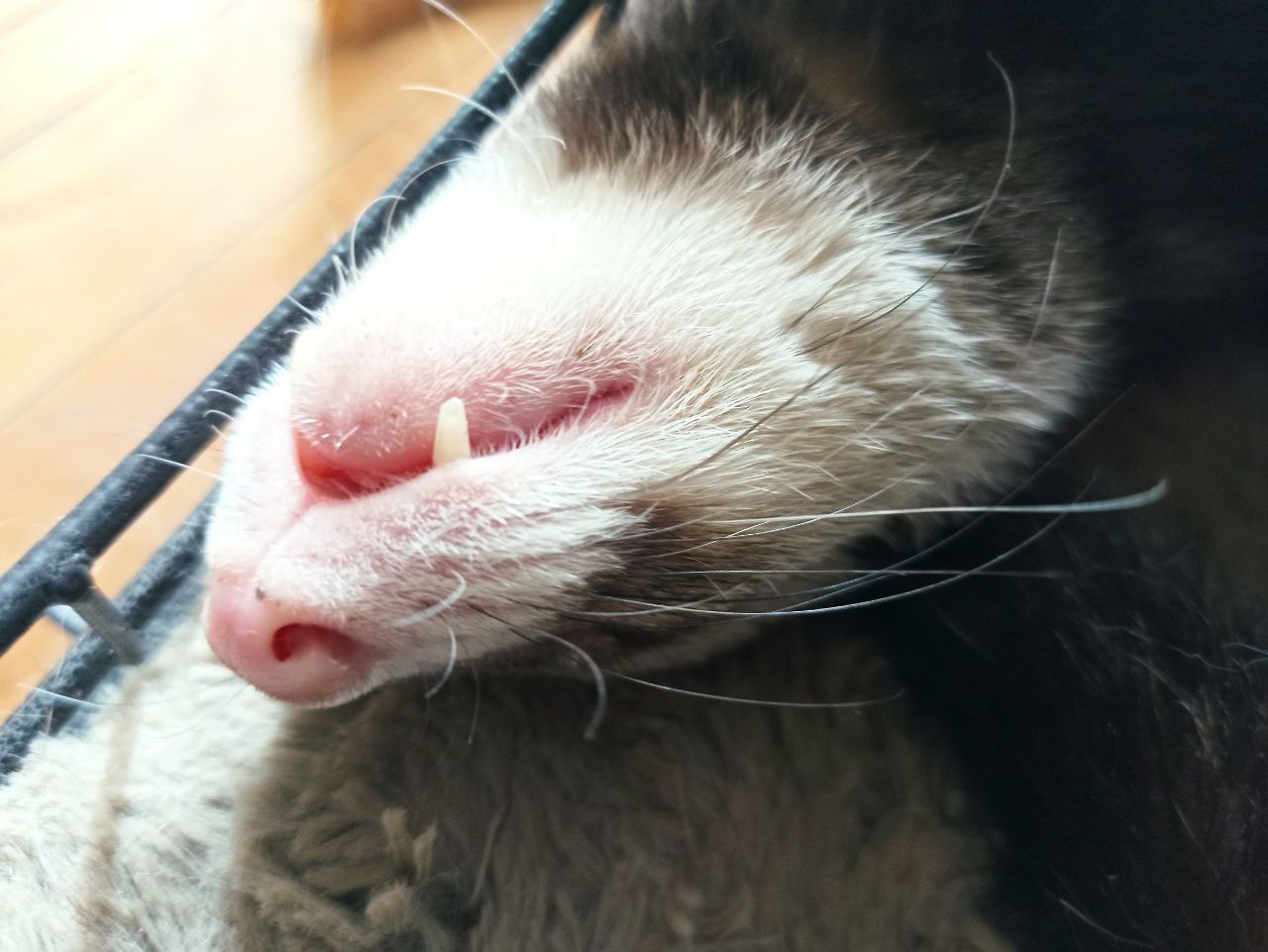 Timosha the ferret