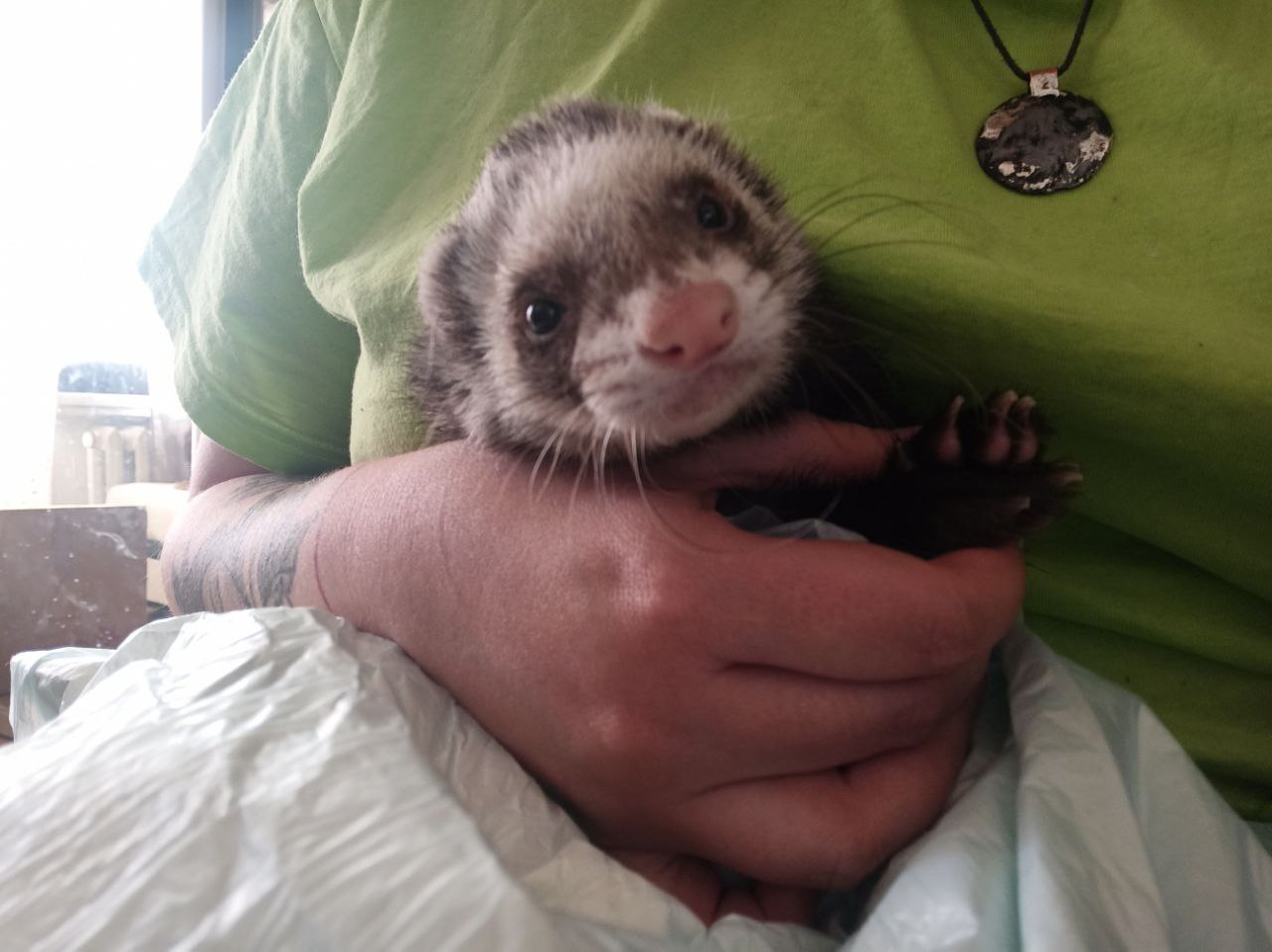 Timosha the ferret