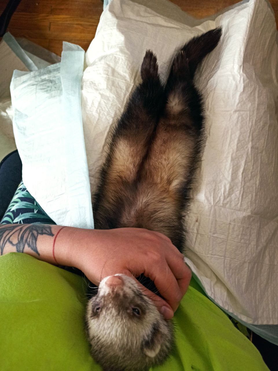 Timosha the ferret