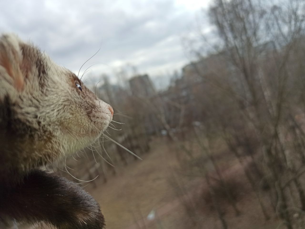Timosha the ferret