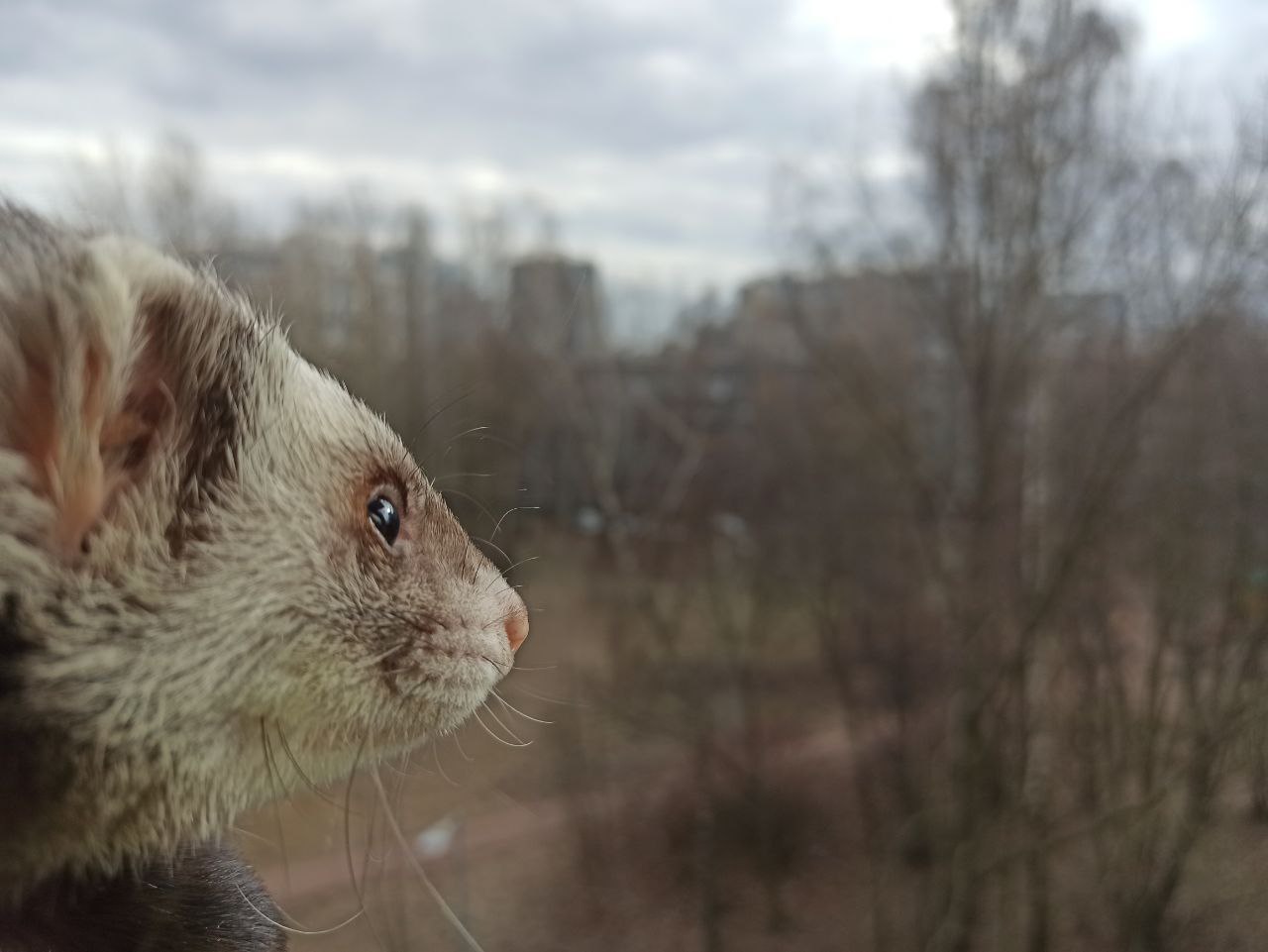 Timosha the ferret