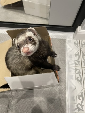 Timosha the ferret