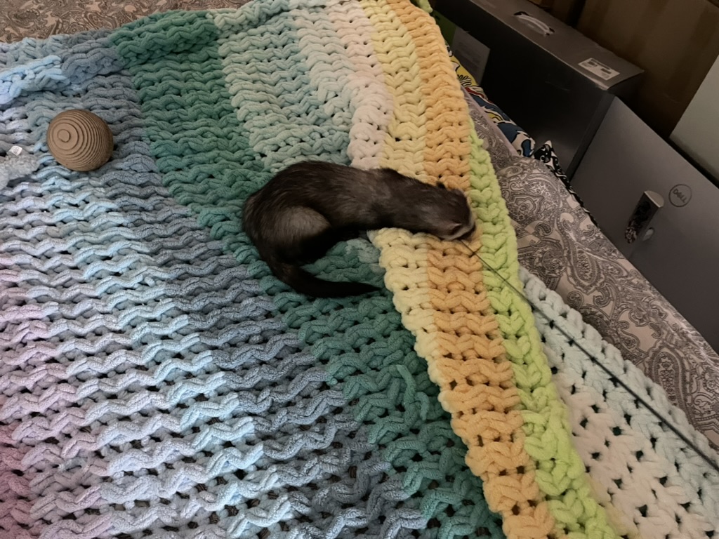 Timosha the ferret