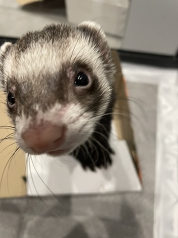 Timosha the ferret