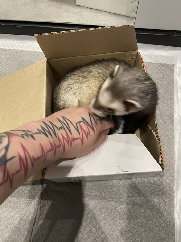 Timosha the ferret
