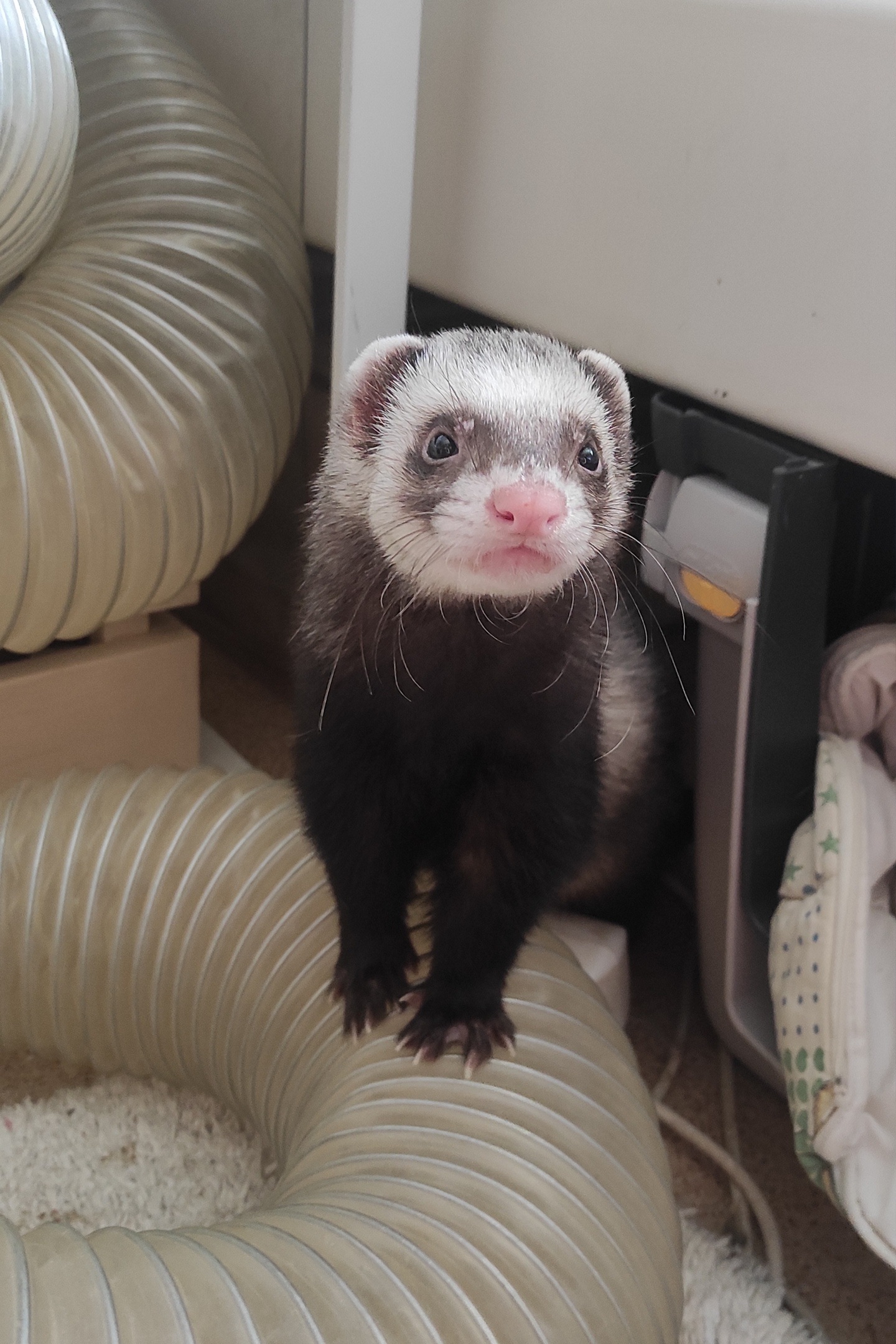 Timosha the ferret