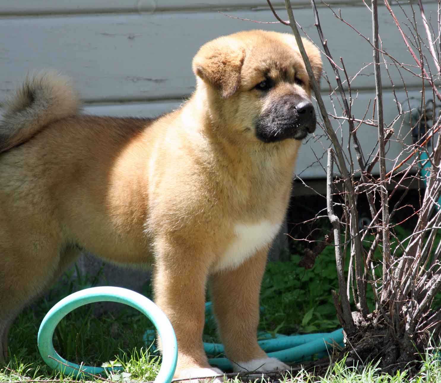 A nine-week-old Akita Inu puppy