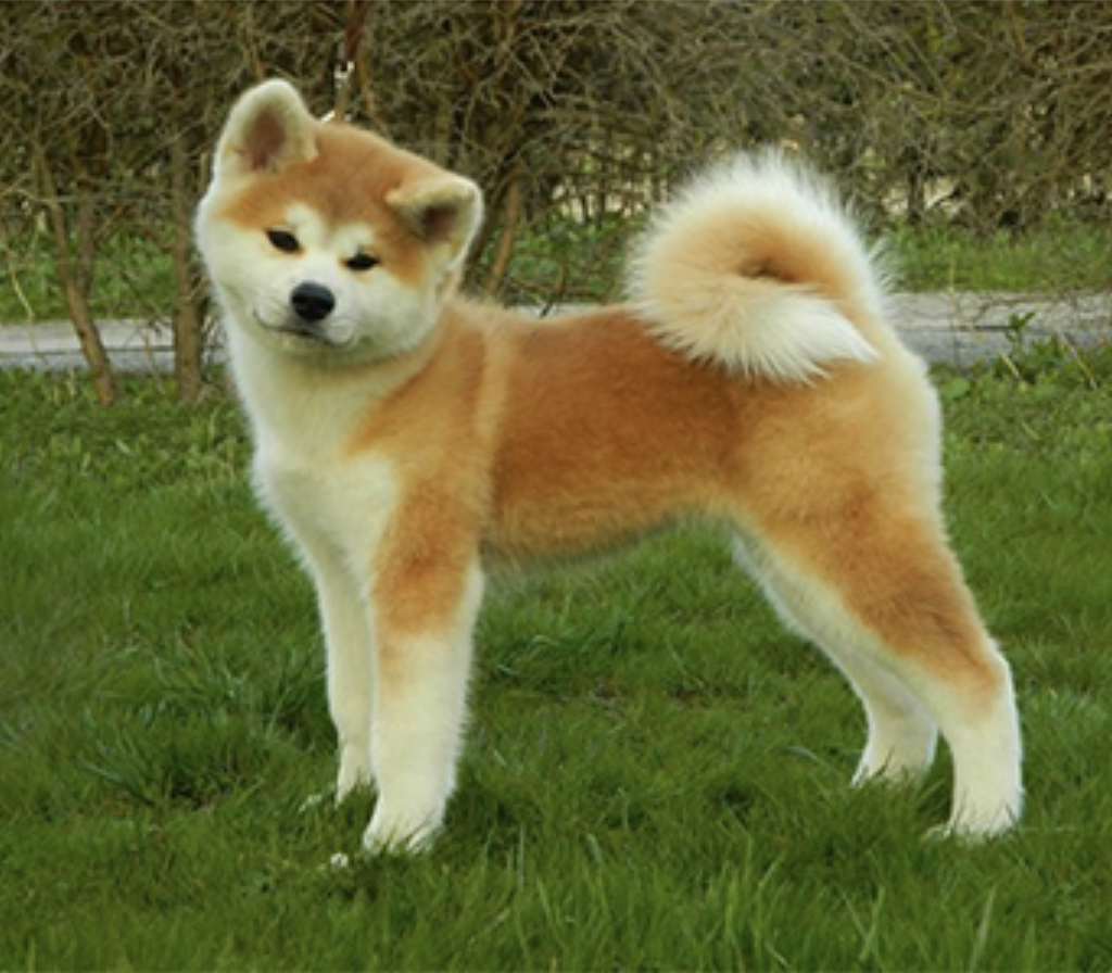 Akita Inu: The Ancient Breed with a Samurai’s Heart