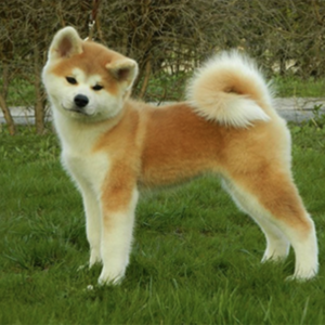 Akita Inu: The Ancient Breed with a Samurai's Heart