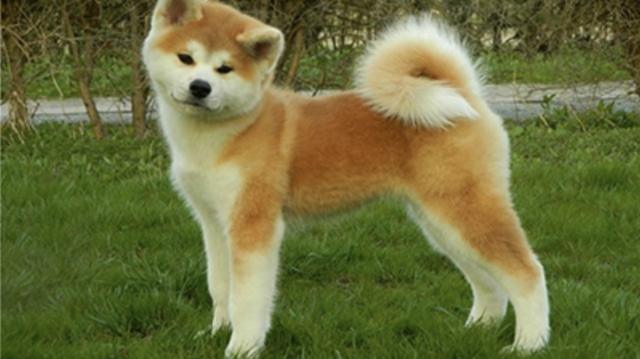 Akita Inu: The Ancient Breed with a Samurai's Heart